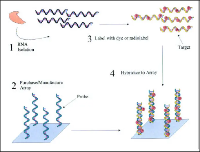 AAT develops methodologies related to:  Capture probe design for homologous sequence hybridization Optimization of probe specificity and stability Structured probe organization for low-density microarrays These approaches support the use of microarrays in genomics research, molecular biology, and diagnostic studies.