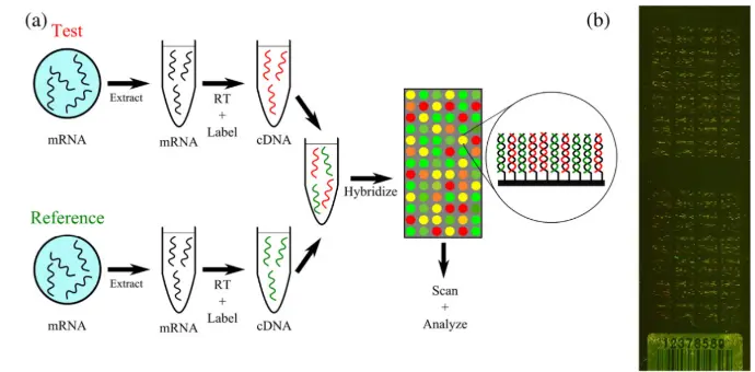 The Bio-CD™ concept includes:  Multiple microarrays integrated on a single support Association of microarray results with digital data Support for traceability and structured data management This format illustrates the evolution of microarrays toward integrated diagnostic and data-handling platforms.