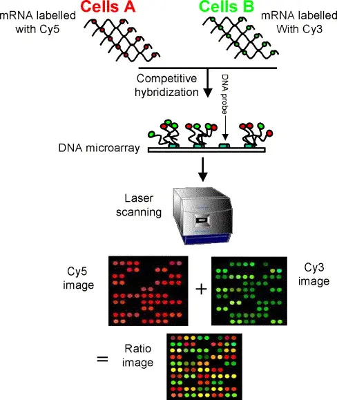 Within the microarray ecosystem, AAT develops technologies and components addressing different stages of analysis.  Microarrays and Analytical Supports These include:  Microarrays designed for specific analytical applications DIAGLASS, functionalized glass slides for biochip use Detection and Reading Systems Additional developments include:  WORKSTATION, a colorimetric microarray reader SILVER BLUE, a colorimetric detection methodology These elements collectively support microarray processing from probe interaction to signal detection.
