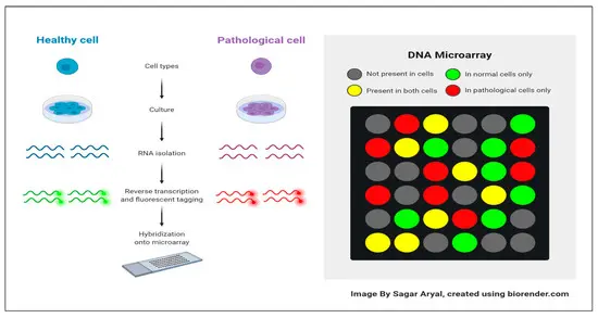 Key advancements in modern microarray technology include:  Low-density and targeted arrays for focused gene panels Improved surface chemistries that enhance signal quality Higher probe specificity and reduced cross-hybridization Miniaturization enabling lower sample and reagent volumes Standardized manufacturing for greater reproducibility